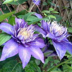 Clematis 'Multi Blue'